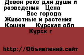 Девон рекс для души и разведения › Цена ­ 20 000 - Все города Животные и растения » Кошки   . Курская обл.,Курск г.